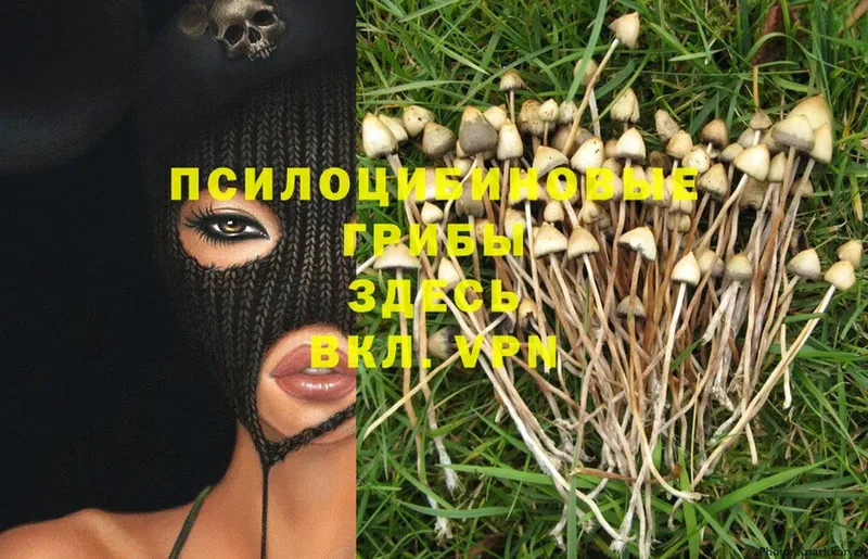 Галлюциногенные грибы Psilocybe  сколько стоит  Муром 